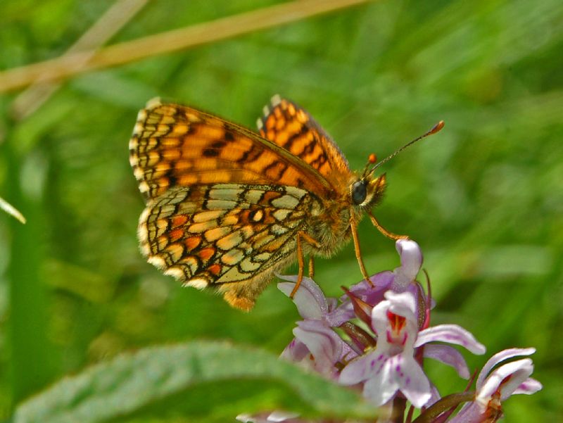 Melitaea su orchidea - Melitaea nevadensis